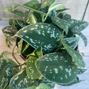 Scindapsus Silver Cloud Live Plant – 6 inch Pot – Potted Houseplant Indoor - Image 8