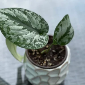 Scindapsus Silver Exotica Live Houseplant - Air Purifying Indoor Plant - Image 10