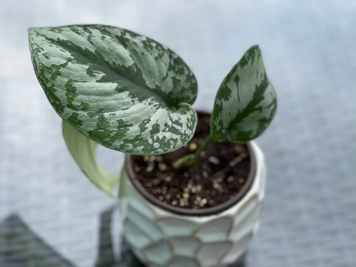 Scindapsus Silver Exotica Live Houseplant - Air Purifying Indoor Plant - Image 10