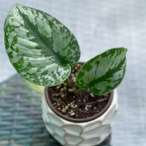 Scindapsus Silver Exotica Live Houseplant - Air Purifying Indoor Plant - Image 2