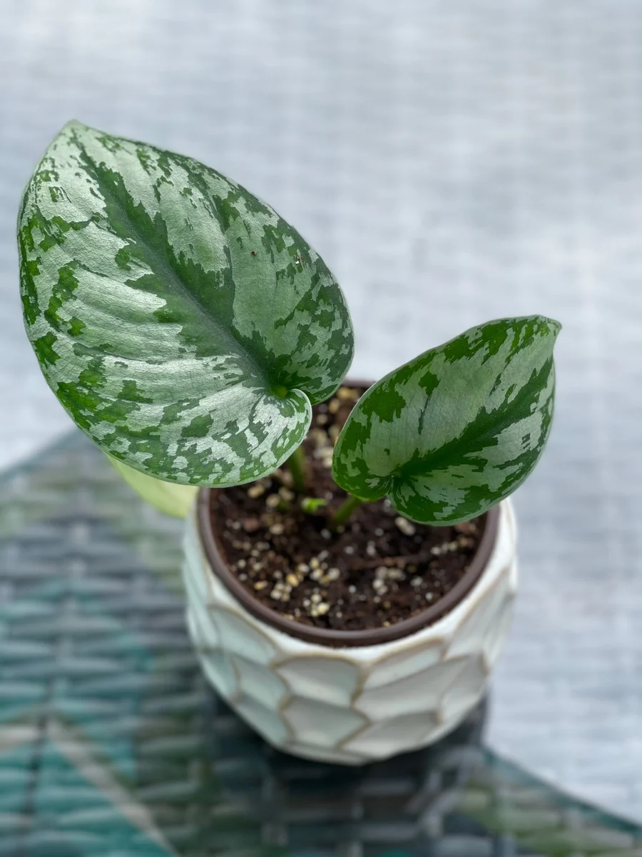 Scindapsus Silver Exotica Live Houseplant - Air Purifying Indoor Plant - Image 2