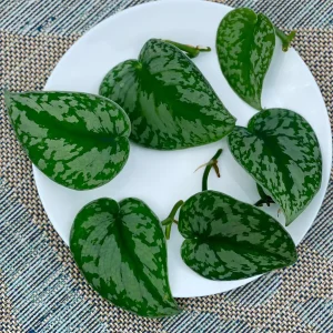 Scindapsus Silver Exotica Live Houseplant - Air Purifying Indoor Plant - Image 1