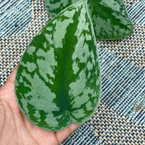 Scindapsus Silver Exotica Live Houseplant - Air Purifying Indoor Plant - Image 4