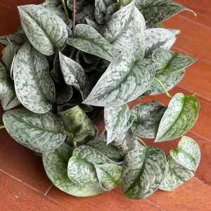 Scindapsus Silver Exotica Live Houseplant - Air Purifying Indoor Plant - Image 5