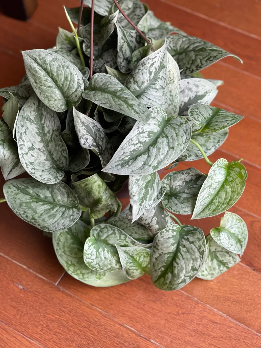 Scindapsus Silver Exotica Live Houseplant - Air Purifying Indoor Plant - Image 5