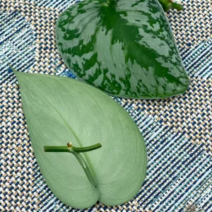 Scindapsus Silver Exotica Live Houseplant - Air Purifying Indoor Plant - Image 6