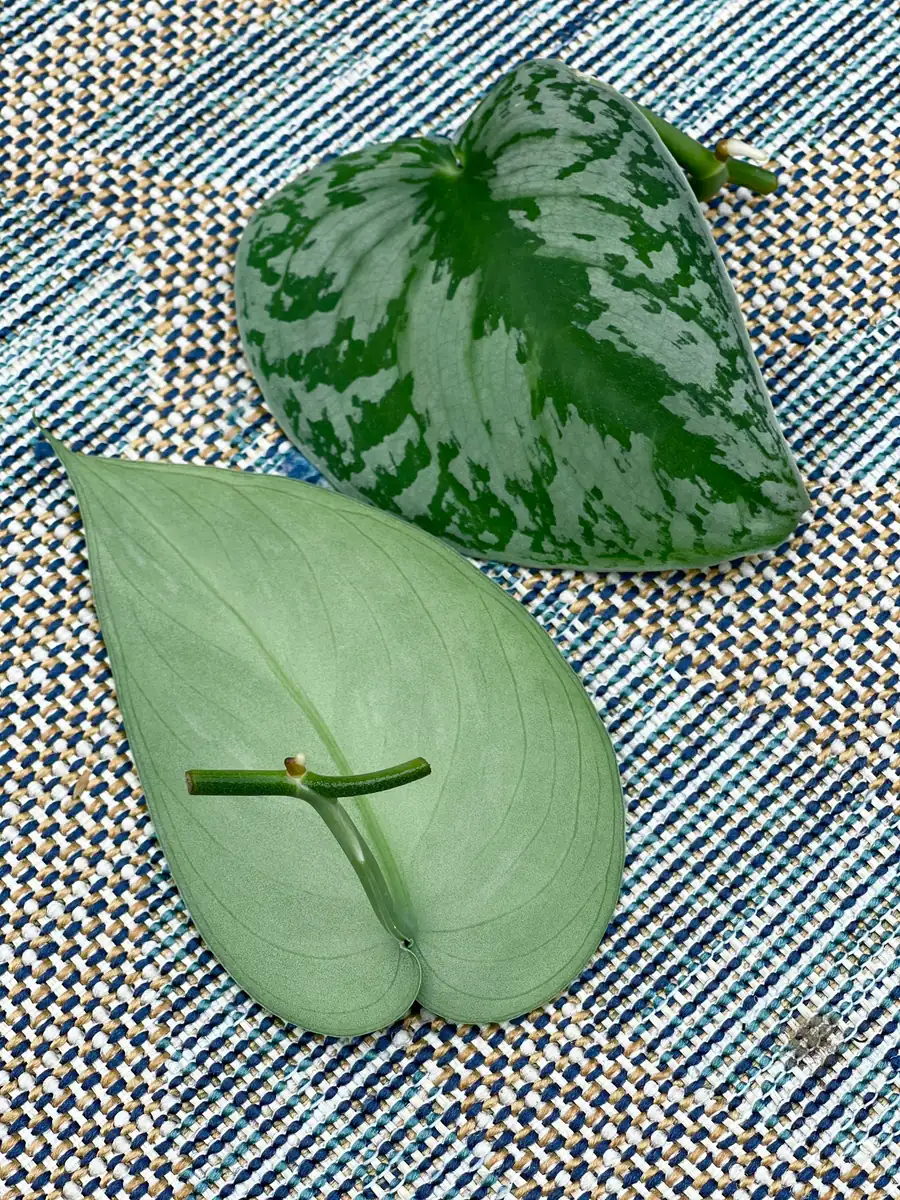 Scindapsus Silver Exotica Live Houseplant - Air Purifying Indoor Plant - Image 6