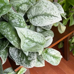 Scindapsus Silver Exotica Live Houseplant - Air Purifying Indoor Plant - Image 7