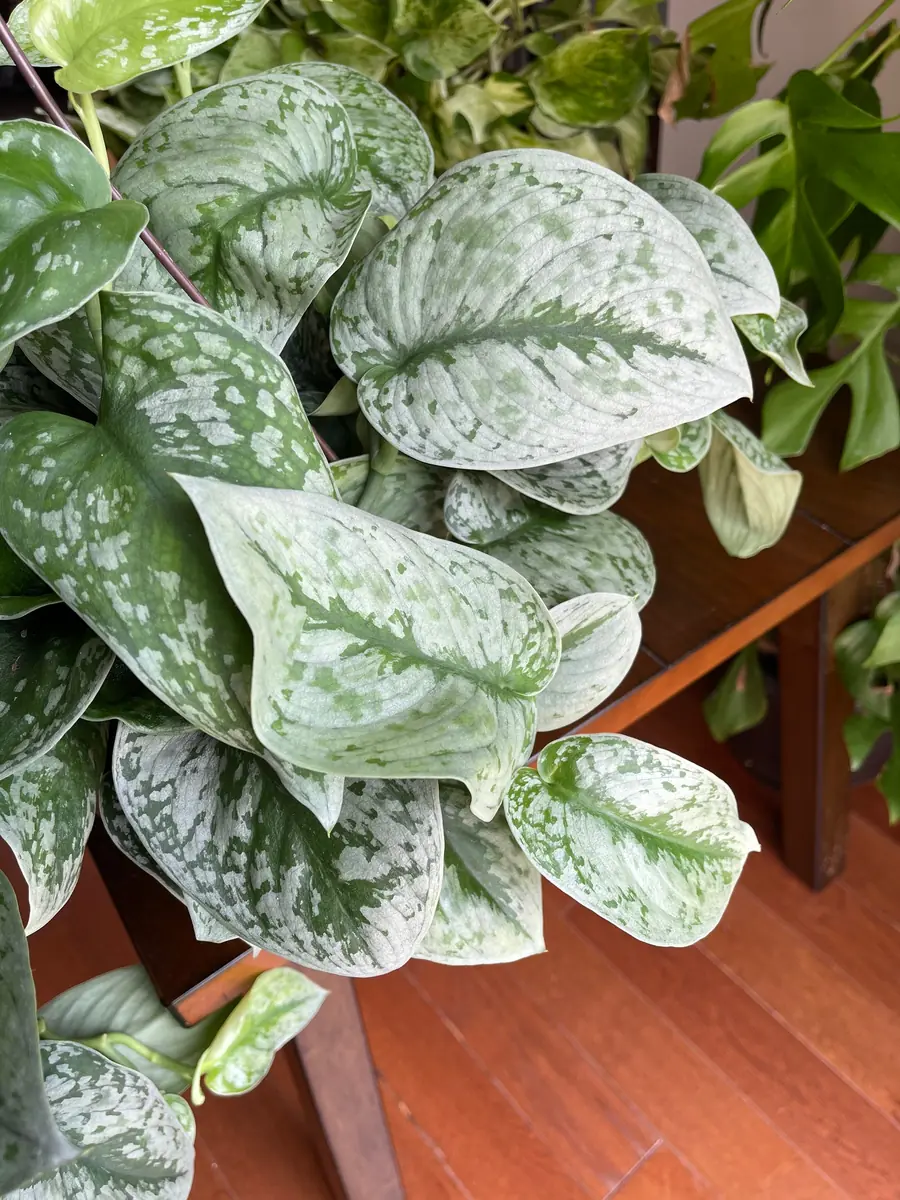 Scindapsus Silver Exotica Live Houseplant - Air Purifying Indoor Plant - Image 7