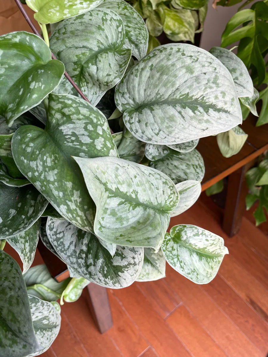 Scindapsus Silver Exotica Live Houseplant - Air Purifying Indoor Plant - Image 8