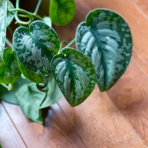 Scindapsus Silver Exotica Live Houseplant - Air Purifying Indoor Plant - Image 9