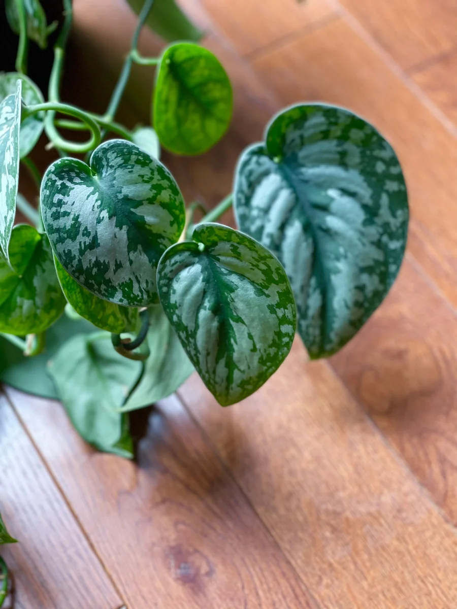 Scindapsus Silver Exotica Live Houseplant - Air Purifying Indoor Plant - Image 9