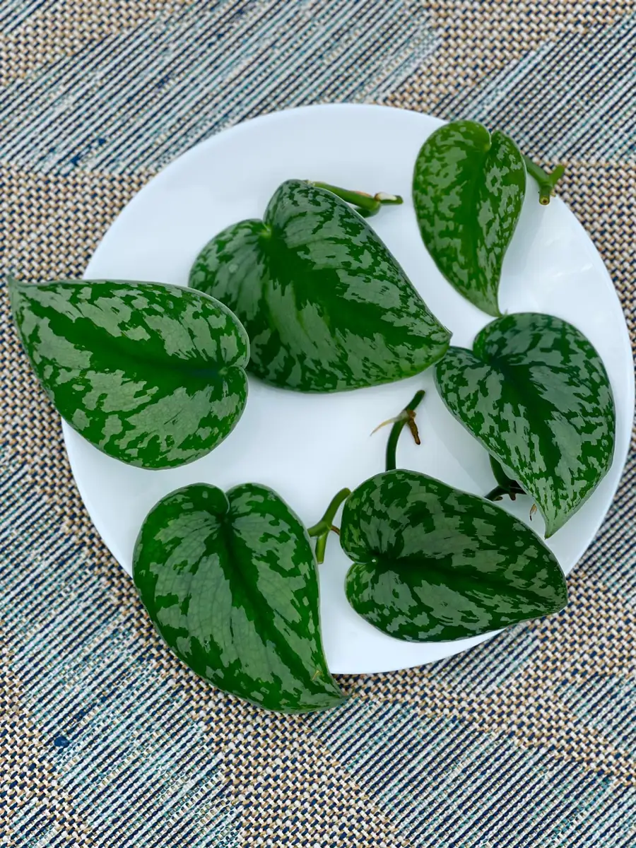 Scindapsus Silver Exotica Live Houseplant - Air Purifying Indoor Plant - Image 1