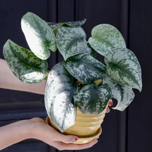 Scindapsus Silver Exotica Live Plant - 3 inch Nursery Pot - Rare Vining Indoor Pothos - Image 2