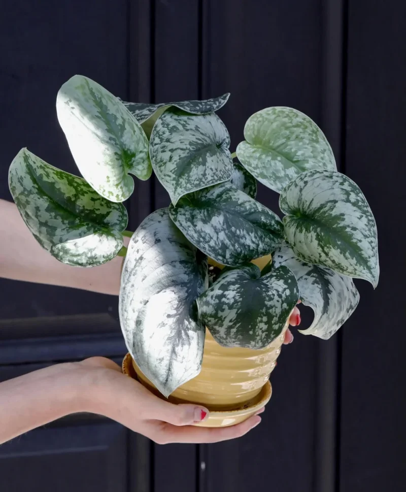 Scindapsus Silver Exotica Plant - Rare Vining Indoor Pothos