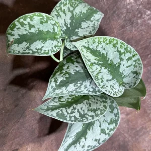 Scindapsus Silver Exotica Live Plant – 4 inch Grow Pot – Rare Vining Indoor Houseplant - Image 2