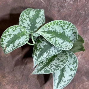 Scindapsus Silver Exotica Live Plant – 4 inch Grow Pot – Rare Vining Indoor Houseplant - Image 1