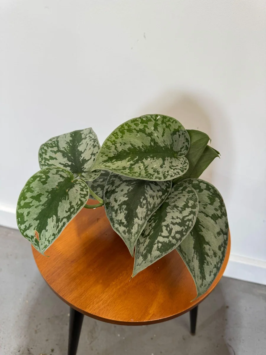 Scindapsus Silver Exotica Live Plant – 4 inch Grow Pot – Rare Vining Indoor Houseplant - Image 5