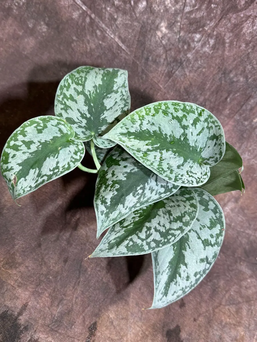 Scindapsus Silver Exotica Live Plant – 4 inch Grow Pot – Rare Vining Indoor Houseplant - Image 1