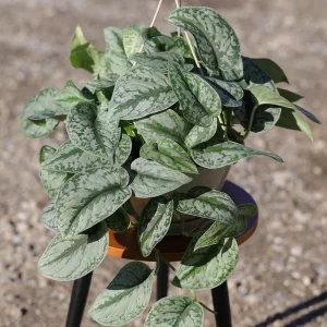 Scindapsus Silver Exotica Live Plant – 8