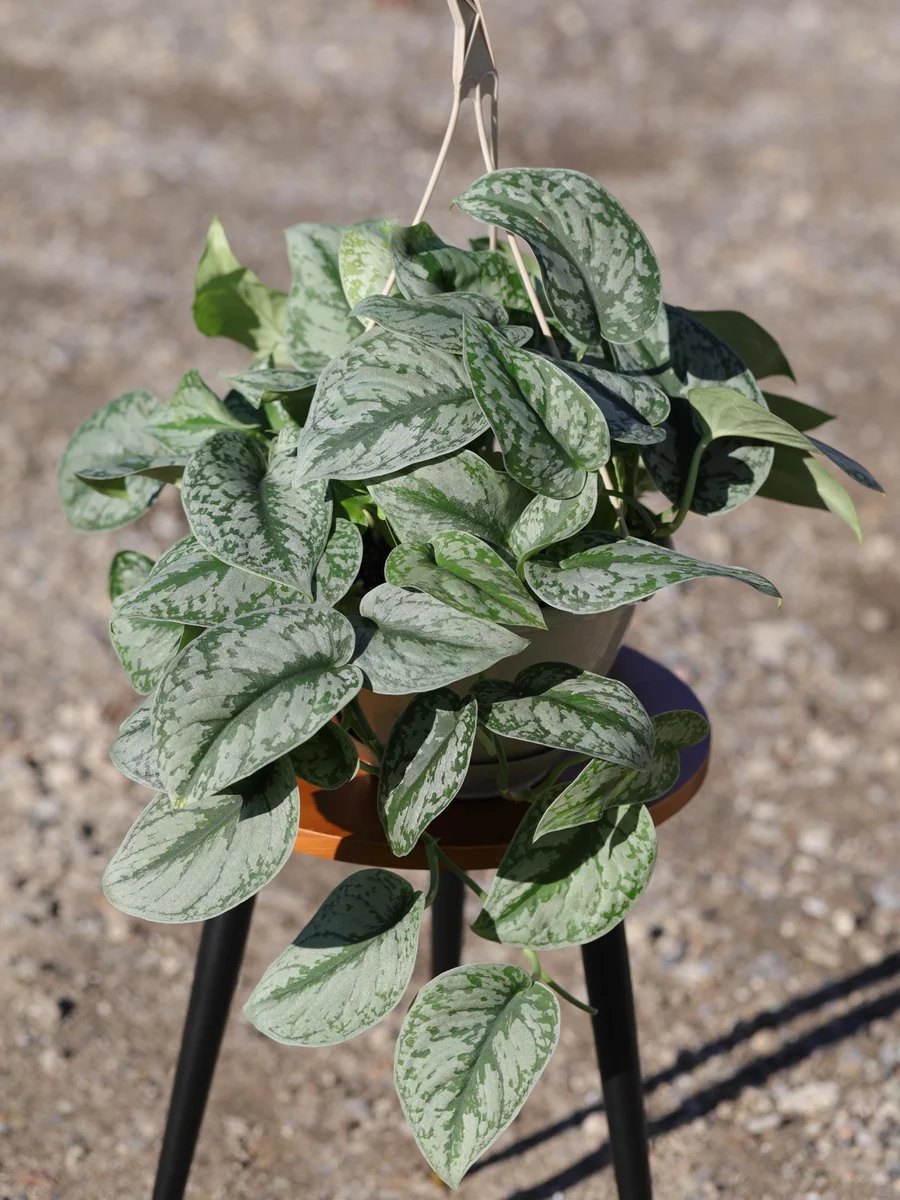 Scindapsus Silver Exotica Live Plant – 8" Hanging Basket – Silver Satin Pothos Indoor Plant - Image 10