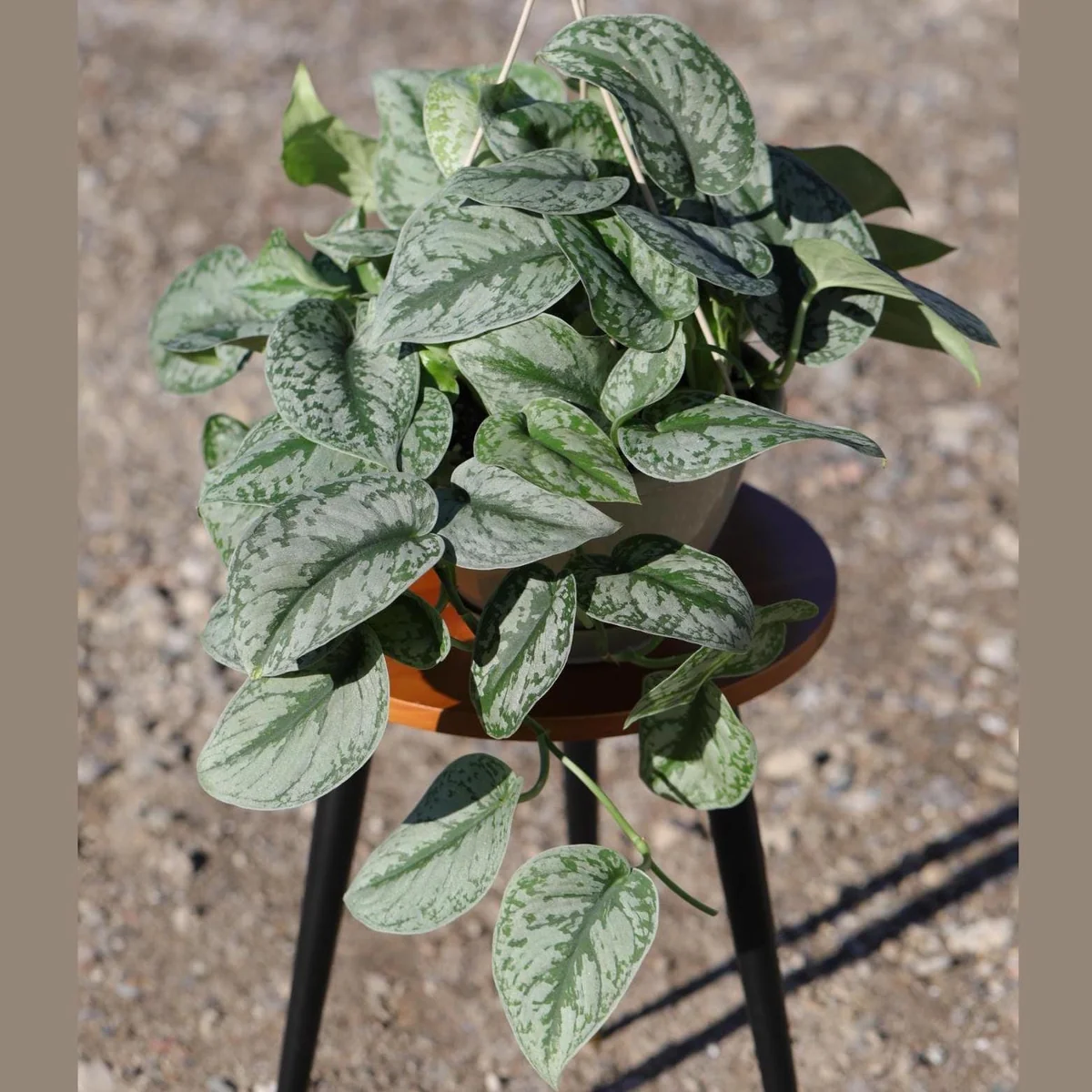 Scindapsus Silver Exotica Live Plant – 8" Hanging Basket – Silver Satin Pothos Indoor Plant - Image 3