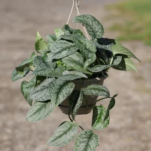 Scindapsus Silver Exotica Live Plant – 8" Hanging Basket – Silver Satin Pothos Indoor Plant - Image 1