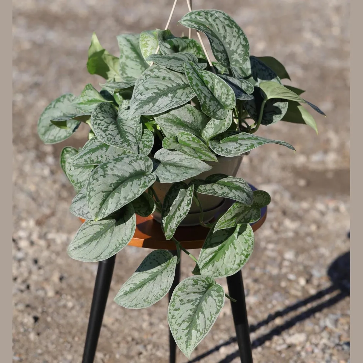 Scindapsus Silver Exotica Live Plant – 8" Hanging Basket – Silver Satin Pothos Indoor Plant - Image 6