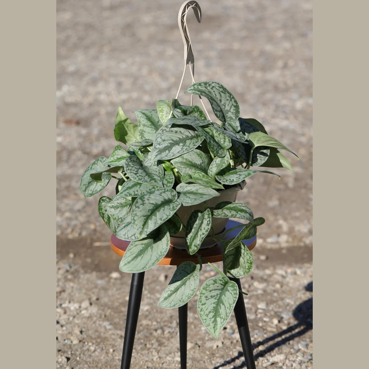 Scindapsus Silver Exotica Live Plant – 8" Hanging Basket – Silver Satin Pothos Indoor Plant - Image 7