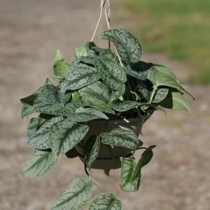 Scindapsus Silver Exotica Live Plant – 8