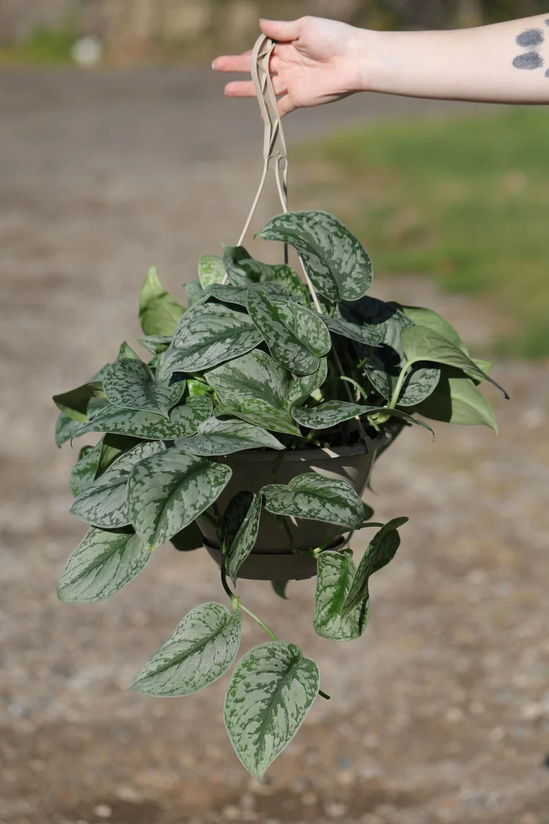 Scindapsus Silver Exotica Live Plant – 8" Hanging Basket – Silver Satin Pothos Indoor Plant - Image 9