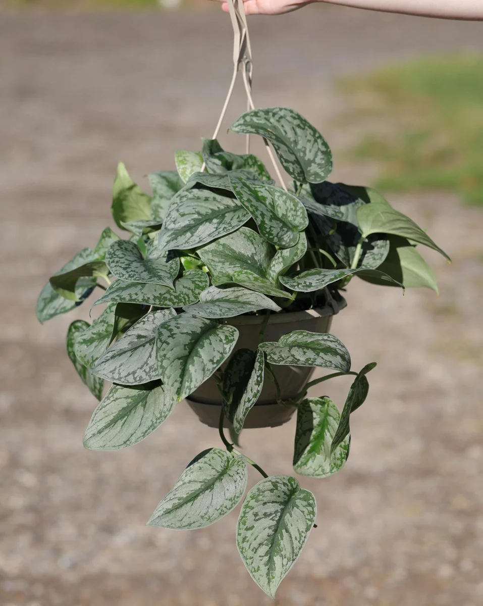 Scindapsus Silver Exotica Live Plant – 8" Hanging Basket – Silver Satin Pothos Indoor Plant - Image 1