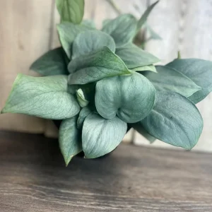 Scindapsus Silver Hero Live Plant 4 inch or 6 inch Pot - Vining Houseplant - Image 3