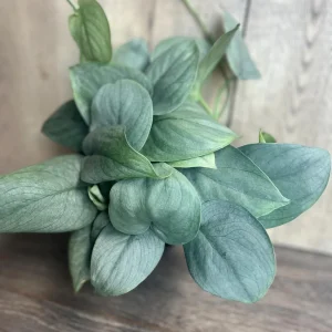 Scindapsus Silver Hero Live Plant 4 inch or 6 inch Pot - Vining Houseplant - Image 4