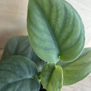 Scindapsus Silver Hero Live Plant 4 inch or 6 inch Pot - Vining Houseplant - Image 5