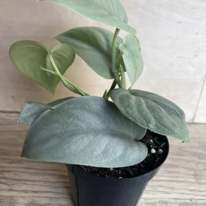 Scindapsus Silver Hero Live Plant 4 inch or 6 inch Pot - Vining Houseplant - Image 7