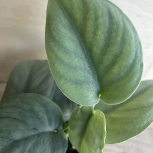 Scindapsus Silver Hero Live Plant 4 inch or 6 inch Pot - Vining Houseplant - Image 8