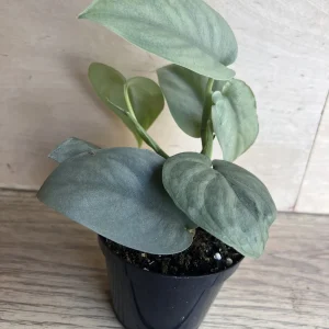 Scindapsus Silver Hero Live Plant 4 inch or 6 inch Pot - Vining Houseplant - Image 9