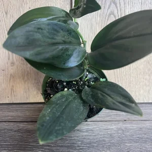 Scindapsus Treubii Dark Form Live Plant – 4 inch Pot – Indoor Houseplant - Image 2