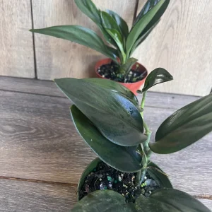 Scindapsus Treubii Dark Form Live Plant – 4 inch Pot – Indoor Houseplant - Image 4