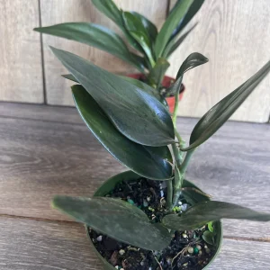 Scindapsus Treubii Dark Form Live Plant – 4 inch Pot – Indoor Houseplant - Image 5