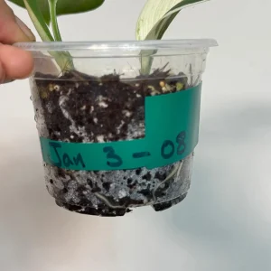 Scindapsus Treubii Moonlight Albo Live Plant – Variegated Houseplant - Image 4