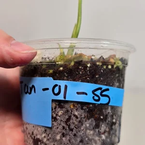 Scindapsus Treubii Moonlight Albo Live Plant - Variegated Houseplant - Image 4