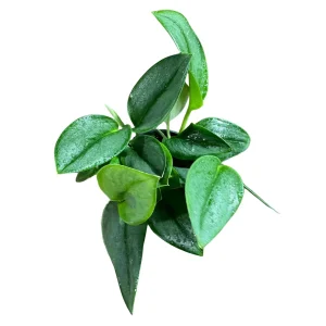 Scindapsus Treubii Moonlight Live Plant – 4 inch Grow Pot – Rare Houseplant - Image 2