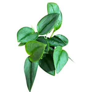 Scindapsus Treubii Moonlight Live Plant – 4 inch Grow Pot – Rare Houseplant - Image 1