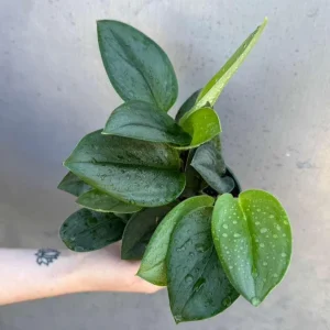 Scindapsus Treubii Moonlight Live Plant – Rare Silver-Green Houseplant – 4 inch Pot - Image 2