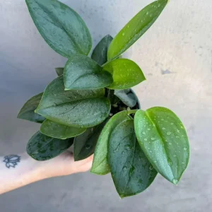 Scindapsus Treubii Moonlight Live Plant – Rare Silver-Green Houseplant – 4 inch Pot - Image 4