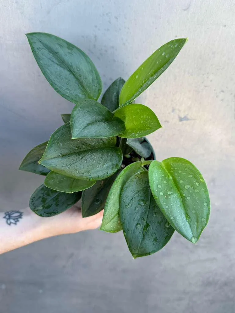 Scindapsus Treubii Moonlight Live Plant – Rare Silver-Green Houseplant – 4 inch Pot - Image 4