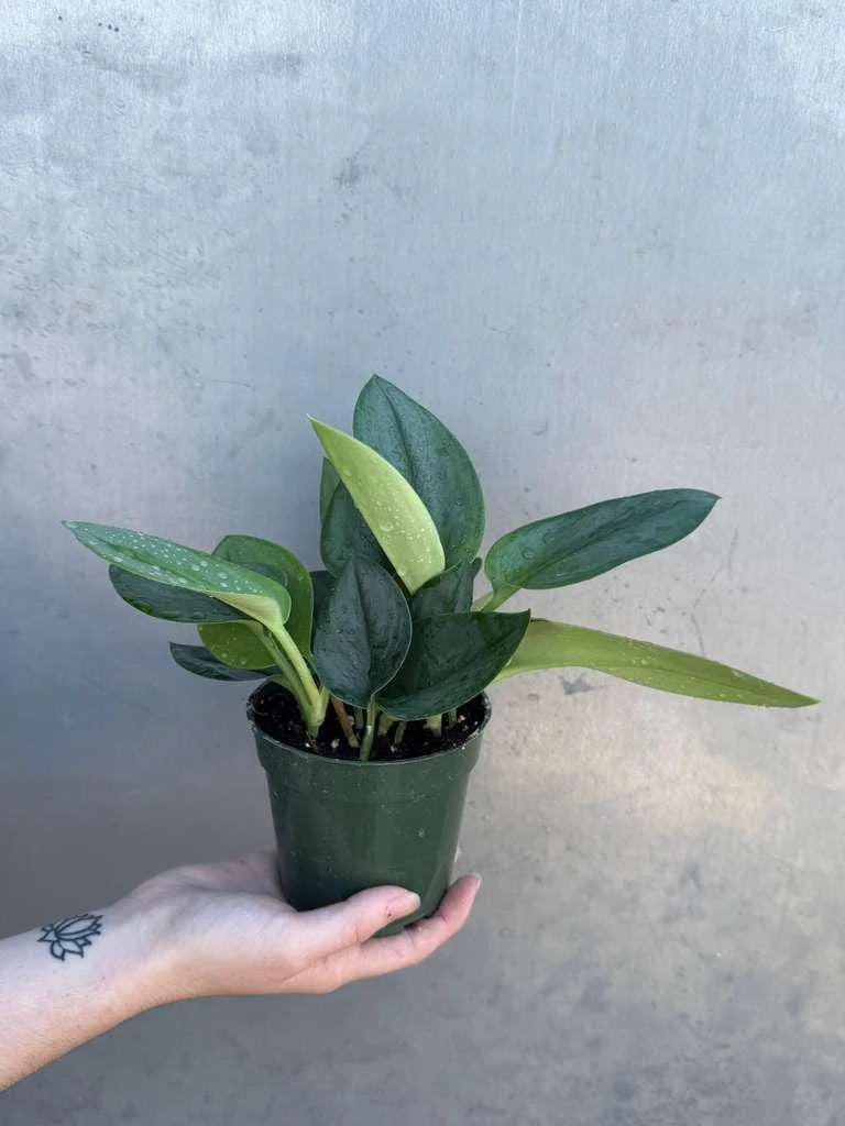 Scindapsus Treubii Moonlight Live Plant – Rare Silver-Green Houseplant – 4 inch Pot - Image 5