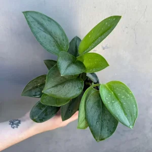 Scindapsus Treubii Moonlight Live Plant – Rare Silver-Green Houseplant – 4 inch Pot - Image 6